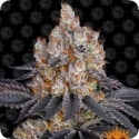 Gelato Feminised Cannabis Seeds | Barney's Farm.