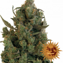 Blue Cheese Feminised Cannabis Seeds | Barney's Farm