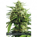 Vision Gorilla Auto Feminised Cannabis Seeds | Vision Seeds