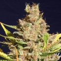 Alien Gorilla Feminised Cannabis Seeds | The Original Sensible Seed Company 