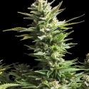 Amnesia Feminised Cannabis Seeds | Advanced Seeds.