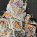 Anesia Scout Cookies Feminised Cannabis Seeds - Anesia Seeds