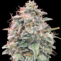 Auto Banana Cookies Feminised Cannabis Seeds | Advanced Seeds 