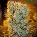 Auto Banana Kush Feminised Cannabis Seeds - Anesia Seeds