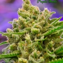 Auto Big Bazooka Feminised Cannabis Seeds - Anesia Seeds