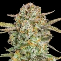 Auto Bruce Banner XXL Feminised Cannabis Seeds | Advanced Seeds 