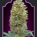 Auto Bubblegum Feminised Cannabis Seeds | OO Seeds