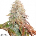  Auto CBD Victory Feminised Cannabis Seeds | Dutch Passion.