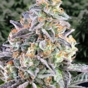 Auto Cherry Pie Feminised Cannabis Seeds | Advanced Seeds.