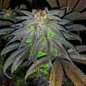 Auto Gorillagasm Feminised Cannabis Seeds | Top Shelf Elite