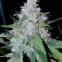 Auto Monster Mass Feminsed Cannabis Seeds | Critical Mass Collective Seeds