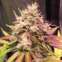 Auto Skush Feminised Cannabis Seeds | Top Shelf Elite