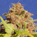 Auto Wedding Cake Feminised Cannabis Seeds | The Original Sensible Seed Company 