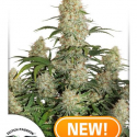 Auto Critical Orange Punch Feminised Cannabis Seeds | Dutch Passion 