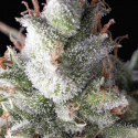 Auto Ramses Feminised Cannabis Seeds | Pyramid Seeds