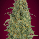 Auto Strawberry Gum Feminised Cannabis Seeds | Advanced Seeds 