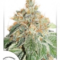 Auto Daiquiri Lime Autoflowering Feminised Cannabis Seeds | Dutch Passion 