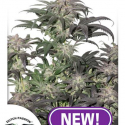 Bubba Island Kush Feminised Cannabis Seeds | Dutch Passion