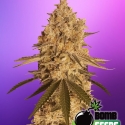 Baked Bomb Feminised Cannabis Seeds | Bomb Seeds