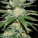 Jack Herer Feminised Cannabis Seeds | Kera Seeds