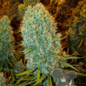 Big Bazooka Feminised Cannabis Seeds - Anesia Seeds