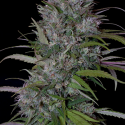 Trippy Gorilla Feminised Cannabis Seeds | Big Head Seeds