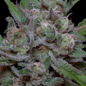 Trippy Sherbert Punch Auto Feminised Cannabis Seeds | Big Head Seeds