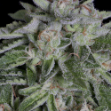 Watermelon Zkittelz Feminised Cannabis Seeds | Big Head Seeds