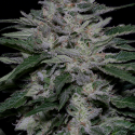 Fire OG Kush Feminised Cannabis Seeds | Big Head Seeds