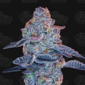 Blue Pancakes S1 Feminised Cannabis Seeds - Terp Treez