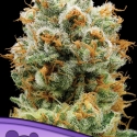 Bola Mintz Feminised Cannabis Seeds - Anesia Seeds