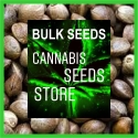 Amnesia Feminised Cannabis Seeds | 100 Bulk Seeds