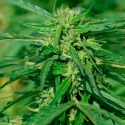 CBD Terra Italia 401 Feminised Cannabis Seeds | Female Seeds