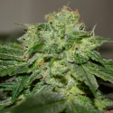 Chocolate Heaven Feminised Cannabis Seeds