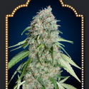 Chocolate Skunk CBD Feminised Cannabis Seeds | OO Seeds