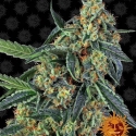 Cookies Kush Feminised Cannabis Seeds | Barney's Farm 