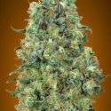 Critical Mass Feminised Cannabis Seeds | Advanced Seeds.