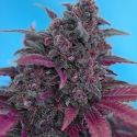 Auto Dark Devil Feminised Cannabis Seeds | Sweet Seeds