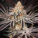 Dark Phoenix Feminised Cannabis Seeds | Green House Seeds.