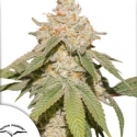 Auto SFV OG Feminised Cannabis Seeds | Dutch Passion