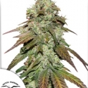 CBD Mazar Feminised Cannabis Seeds | Dutch Passion