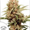 CBG Force Feminised Cannabis Seeds | Dutch Passion 