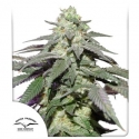 Auto Skywalker Haze Feminised Cannabis Seeds | Dutch Passion