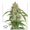 CBD Auto White Widow Feminised Cannabis Seeds | Dutch Passion 