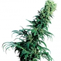 Early Pearl Regular Cannabis Seeds | Sensi Seeds 