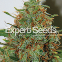 Expert Haze Feminised Cannabis Seeds | Expert Seeds