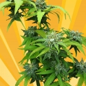 Stilton Breath Feminised Cannabis Seeds