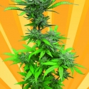 Crystal Dwarf Auto Regular Cannabis Seeds