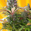 Mighty Grape Regular Cannabis Seeds