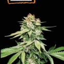 GG4 Feminised Cannabis Seeds | Seed Stockers